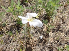 Oenothera albicaulis