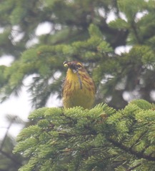 Setophaga palmarum hypochrysea