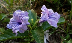 Ruellia ciliatiflora