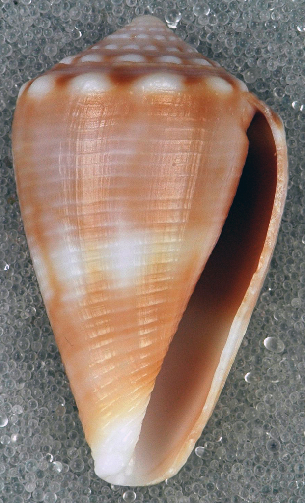 Mouse Cone