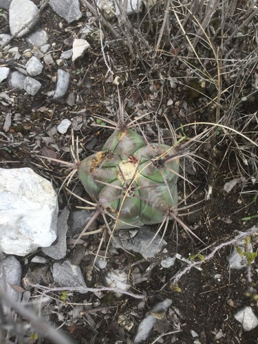 Echinocactus platyacanthus