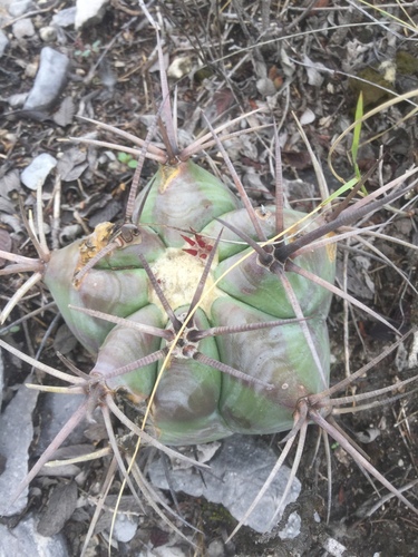 Echinocactus platyacanthus
