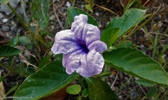 Ruellia ciliatiflora