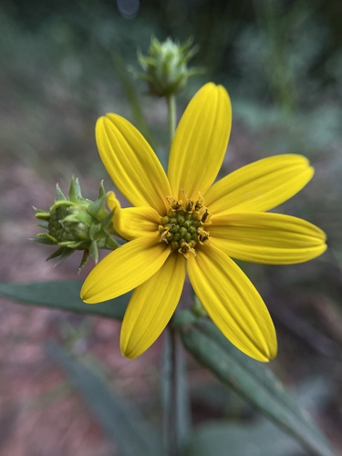 Smith's sunflower (Helianthus smithii)