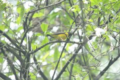 Coccothraustes abeillei