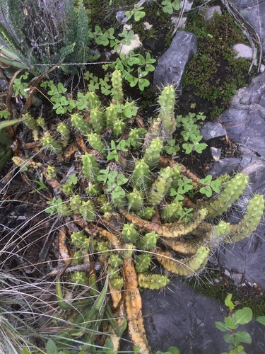 Echinocereus pentalophus