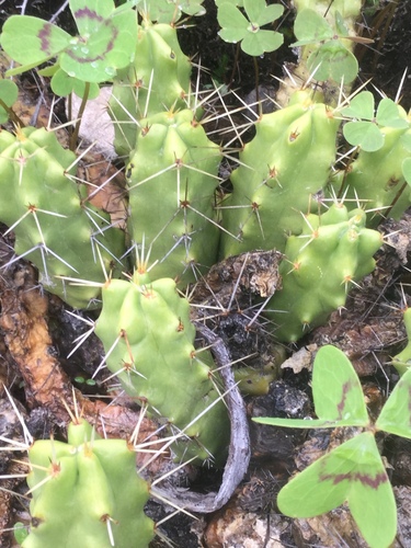 Echinocereus pentalophus