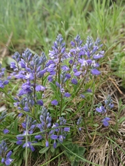 Polygala alpestris