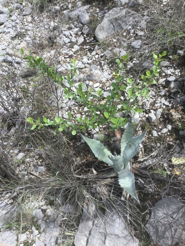Bursera schlechtendalii (Bursera schlechtendalii)