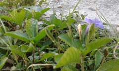 Ruellia ciliatiflora