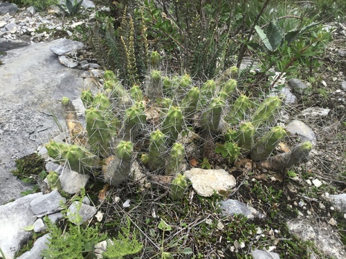 Image of Echinocereus pentalophus by (c) Erick Vélez Sánchez, some rights reserved (CC BY)