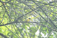 Coccothraustes abeillei
