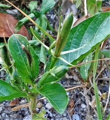 Ruellia ciliatiflora