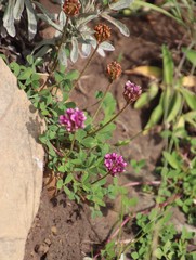 Trifolium burchellianum