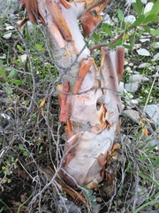 Bursera schlechtendalii, photograph (c) Erick Vélez Sánchez, some rights reserved (CC BY)