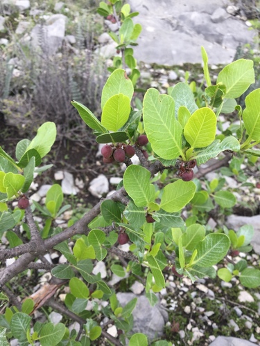 Bursera schlechtendalii, photograph 6