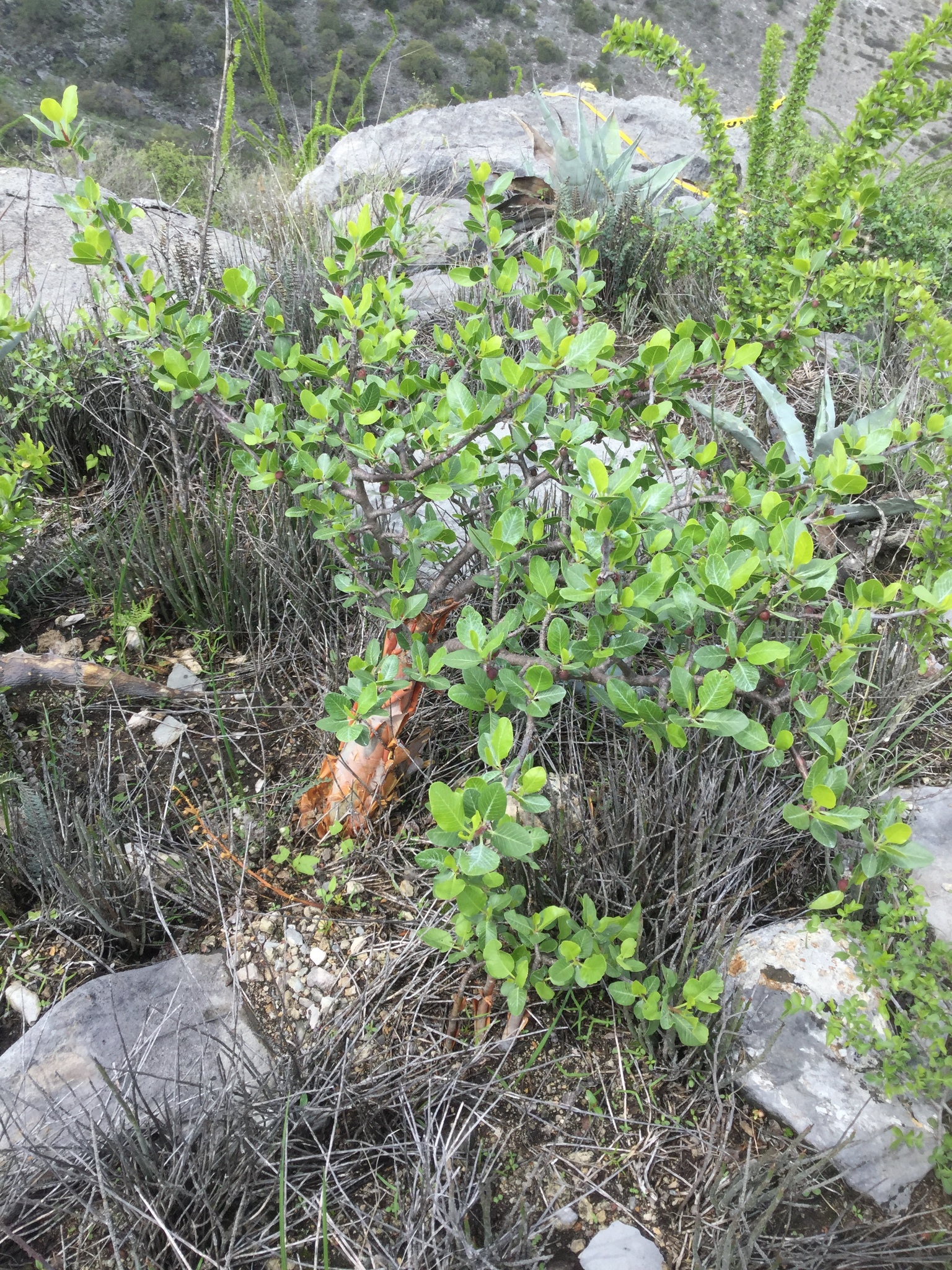 Bursera schlechtendalii