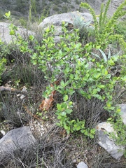 Bursera schlechtendalii, photograph (c) Erick Vélez Sánchez, some rights reserved (CC BY)