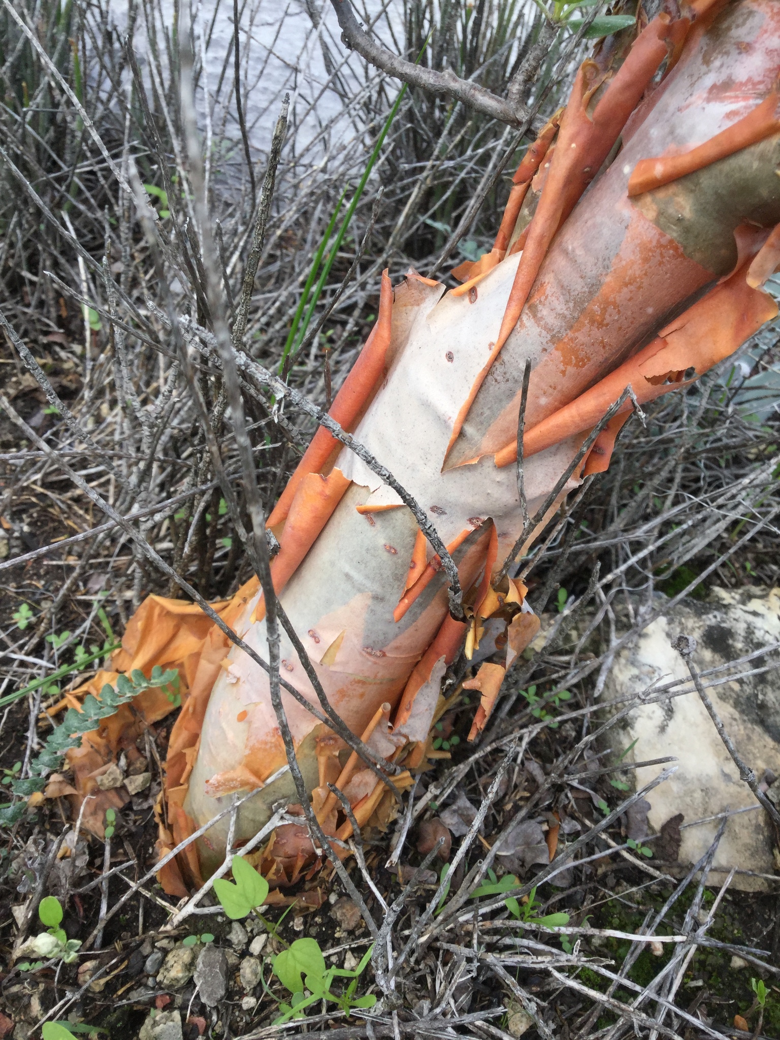 Imagem de Bursera schlechtendalii