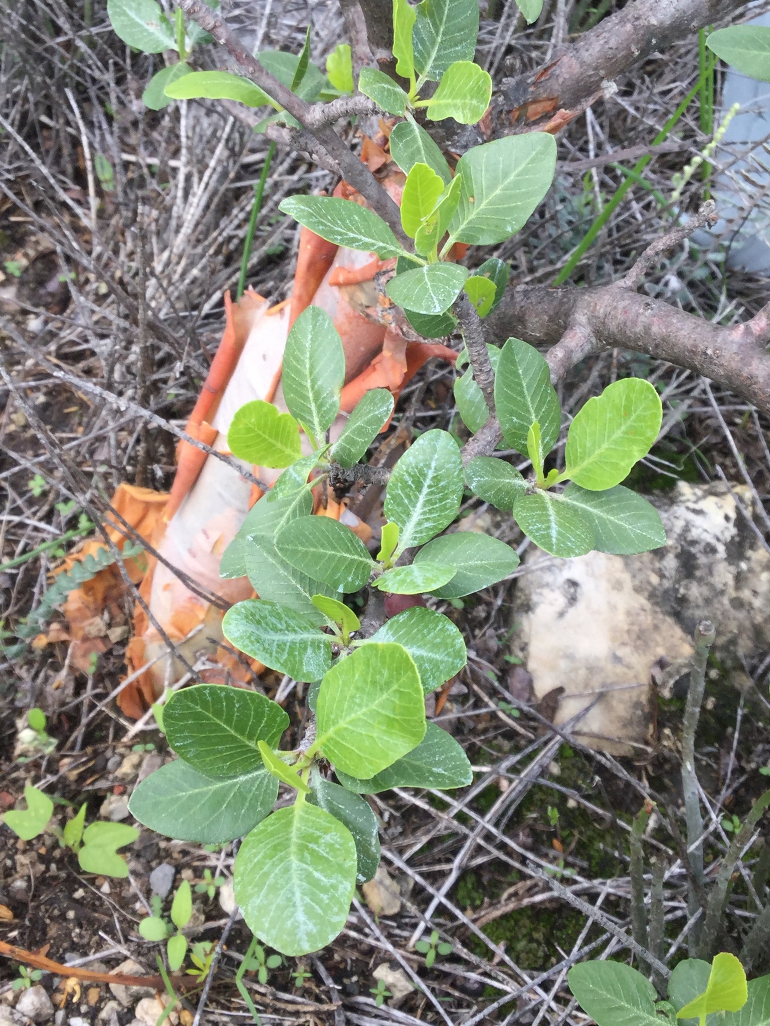 Imagem de Bursera schlechtendalii