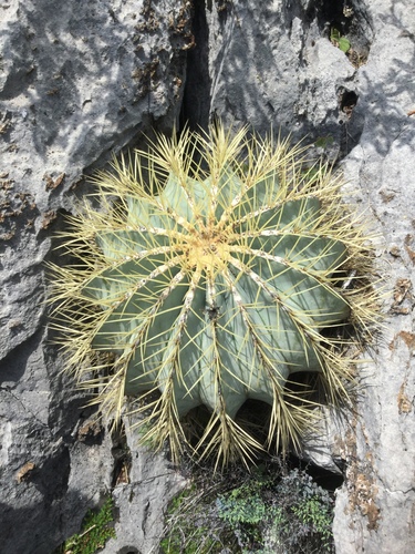 Glaucous Barrel Cactus (Ferocactus glaucescens)