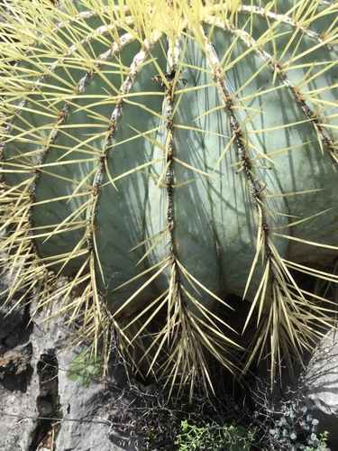 Bisnaga glaucescens