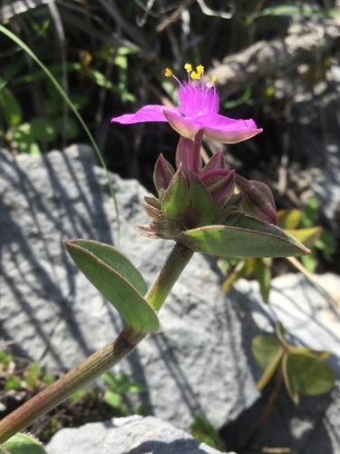 Image of Callisia navicularis by (c) Erick Vélez Sánchez, some rights reserved (CC BY)