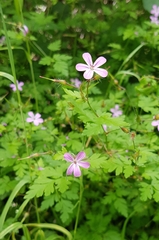 Geranium robertianum