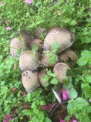Coprinopsis atramentaria