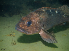 Sebastes oculatus