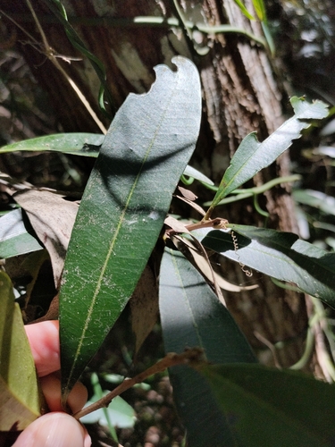 Samadera bidwillii (Samadera bidwillii)