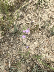 Penstemon eriantherus