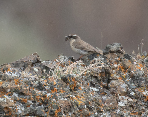 Brown Accentor (Prunella fulvescens), photo 3