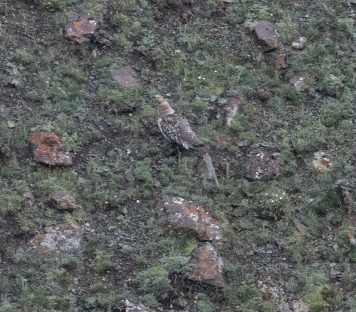 Altai Snowcock (Tetraogallus altaicus), photo 4