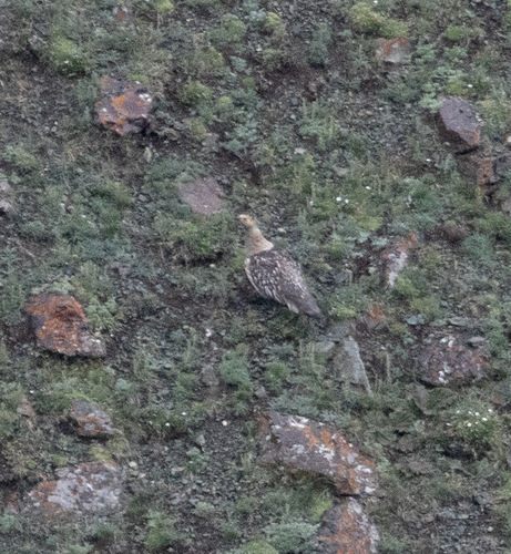 Altai Snowcock (Tetraogallus altaicus), photo 5