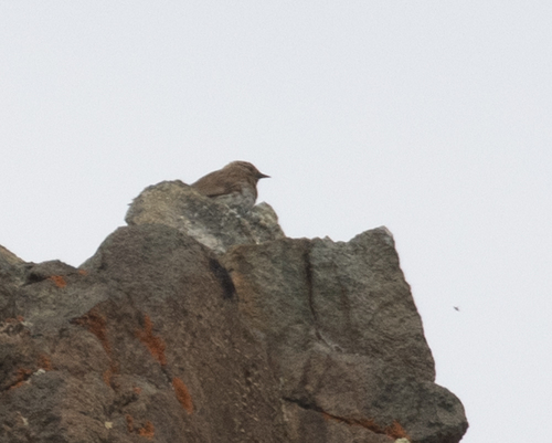 Kozlov's Accentor (Prunella koslowi), photo 10