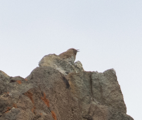 Kozlov's Accentor (Prunella koslowi), photo 4