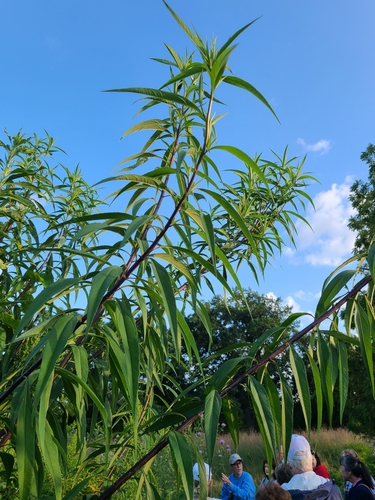 Image of Helianthus giganteus by no rights reserved