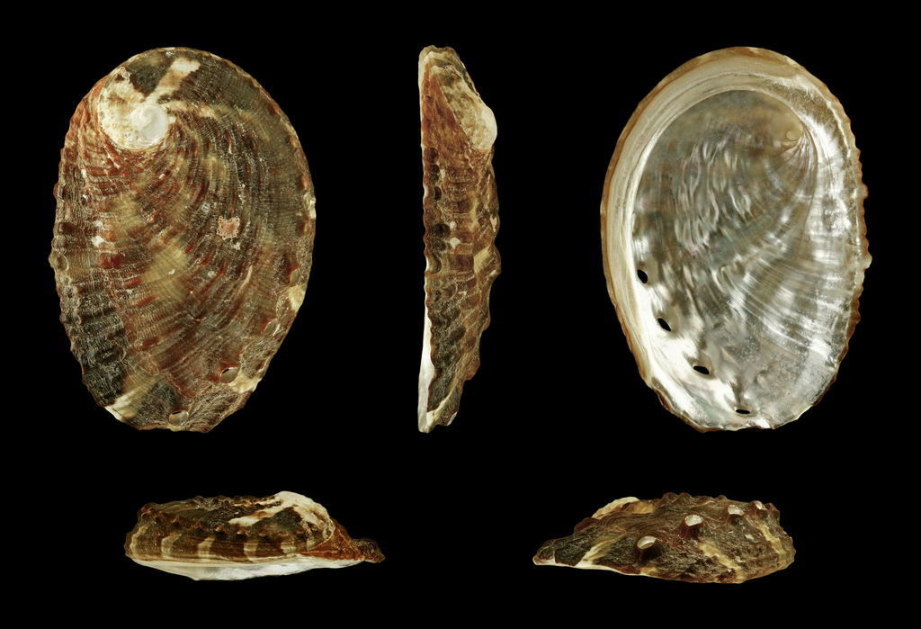 Planate Abalone
