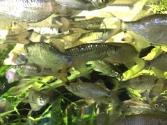 Systomus orphoides