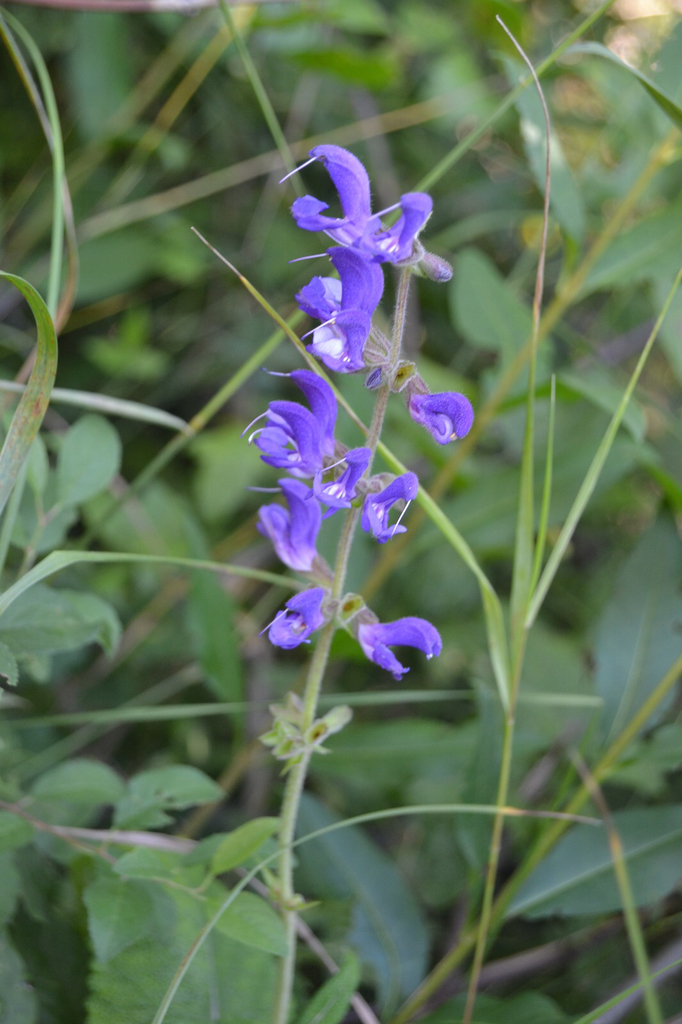 Transylvanian Sage
