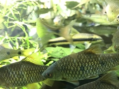 Systomus orphoides