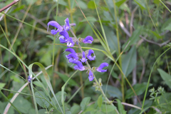 Salvia transsylvanica