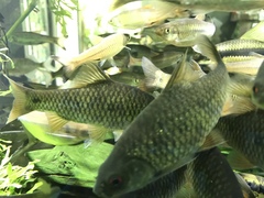 Systomus orphoides