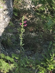 Salvia pentstemonoides