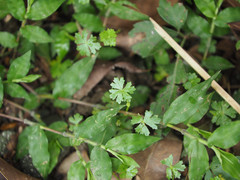 Hydrocotyle batrachium