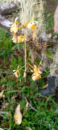 Epidendrum polystachyum Kunth 2