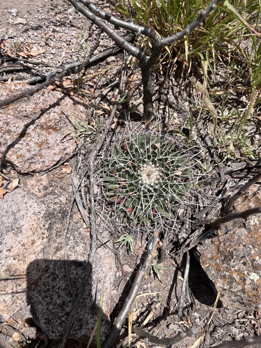 Image of Mammillaria magnimamma by (c) bungaosam83_second, some rights reserved (CC BY-SA)