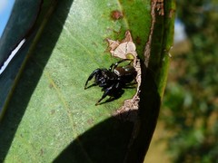 Sassacus