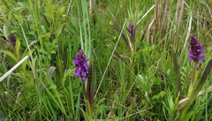 Dactylorhiza incarnata cruenta